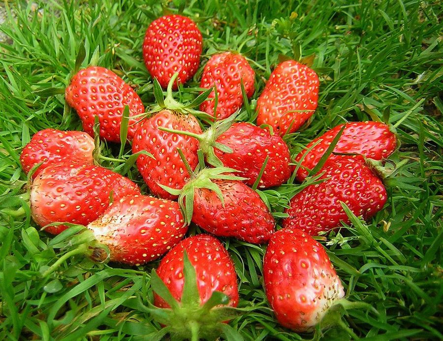 Fresas