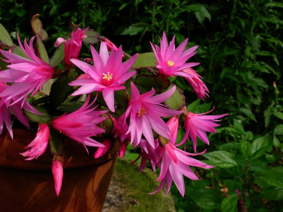 rhipsalidopsis gaertneri