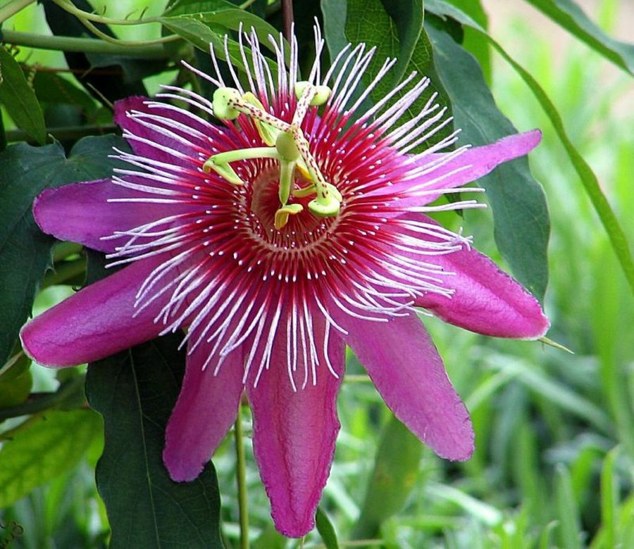 passiflora