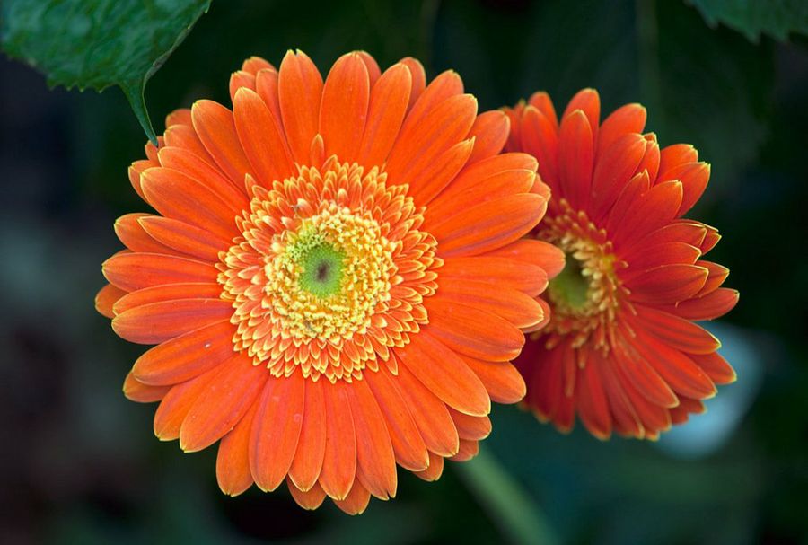 Gerbera