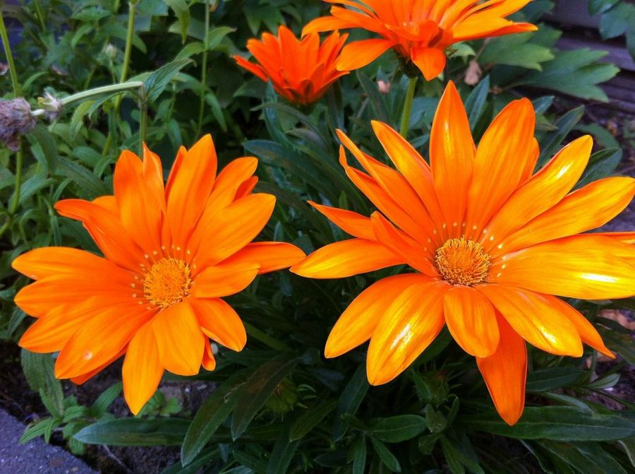 Gazania x splendens