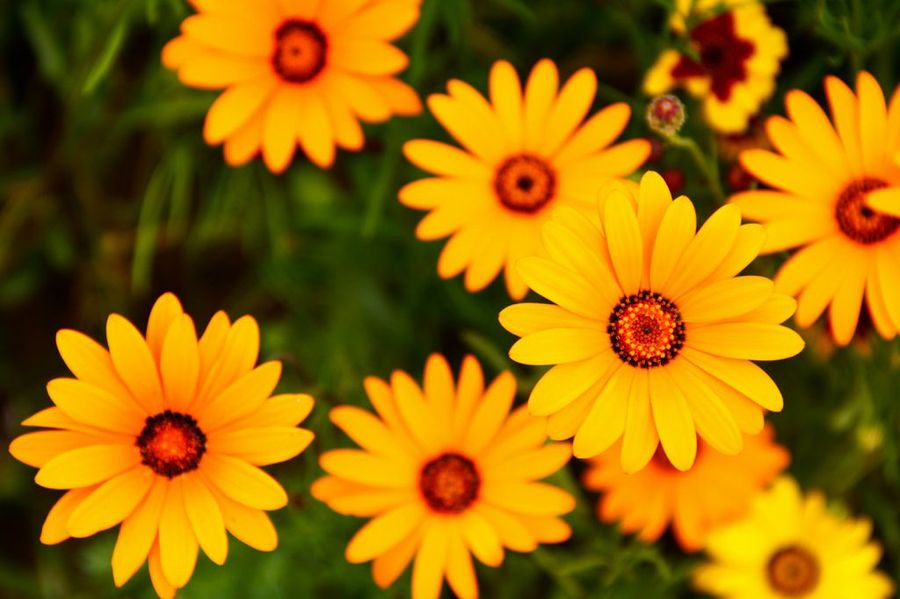 Gazania