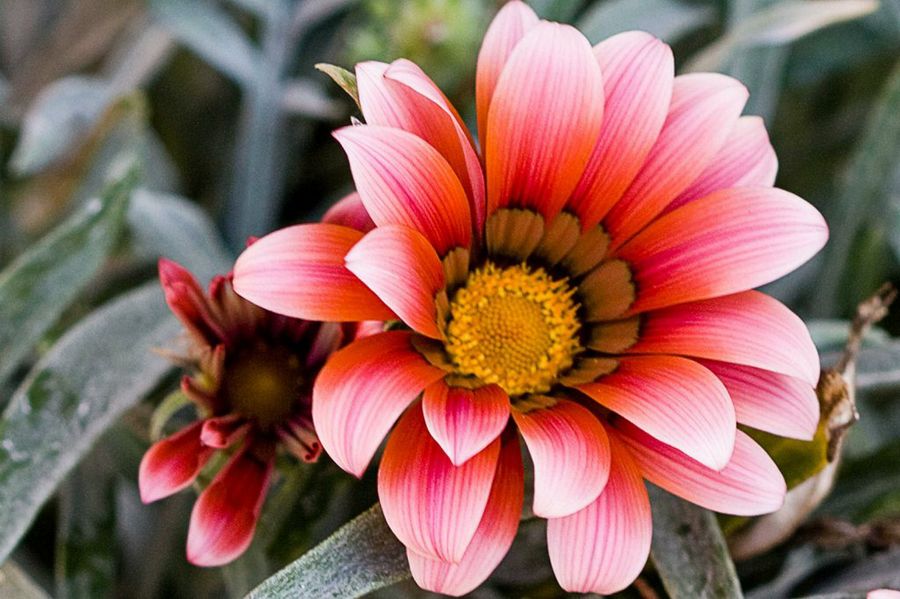 Gazania