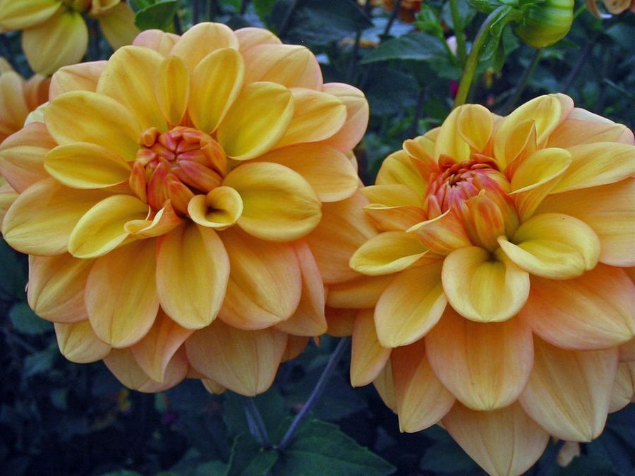 Dahlia