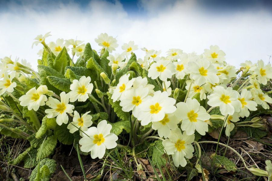 Primula vulgaris