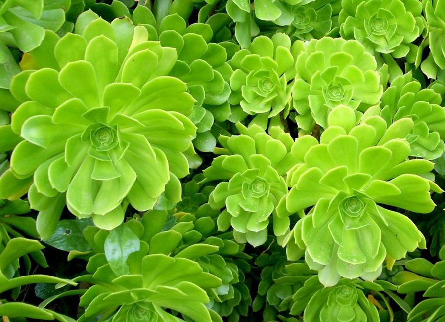 Aeonium