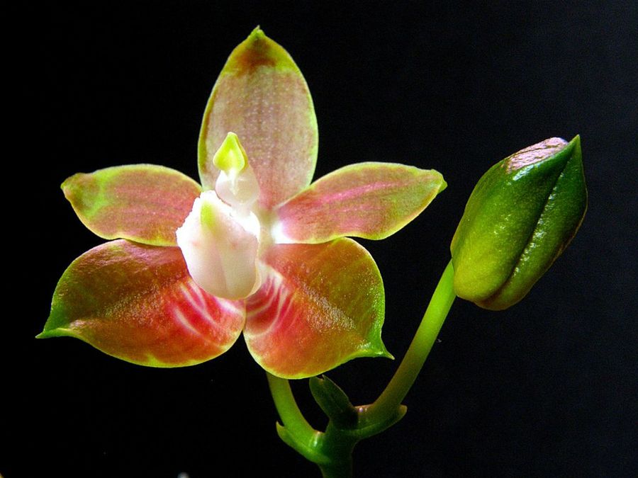 Phalaenopsis