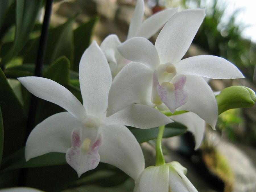 Dendrobium