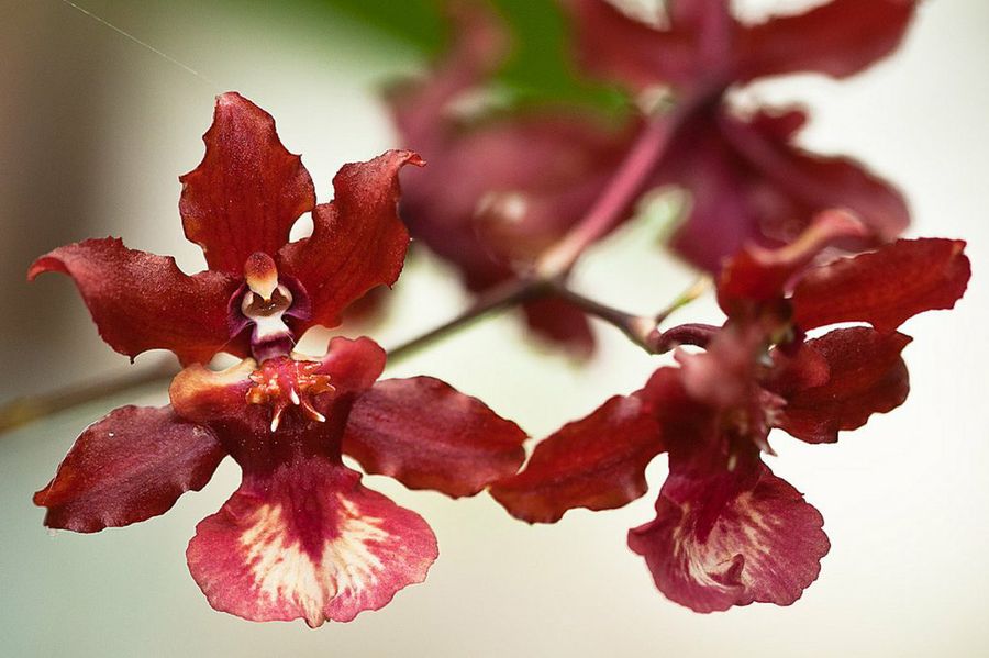 Oncidium