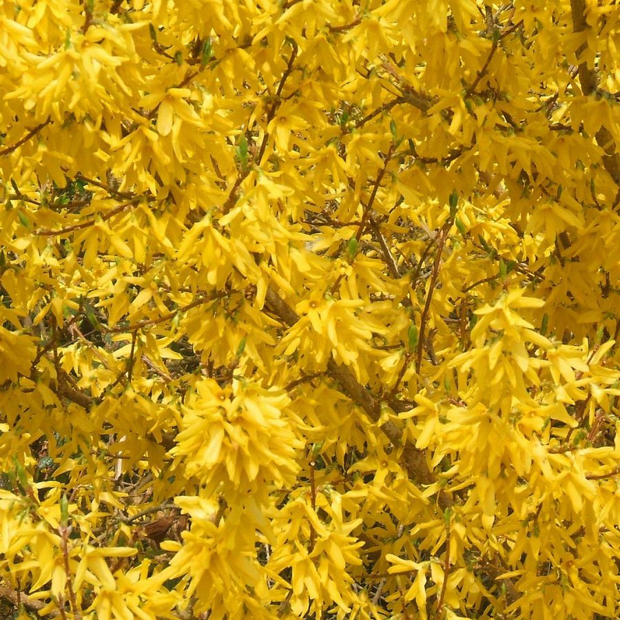 Forsythia
