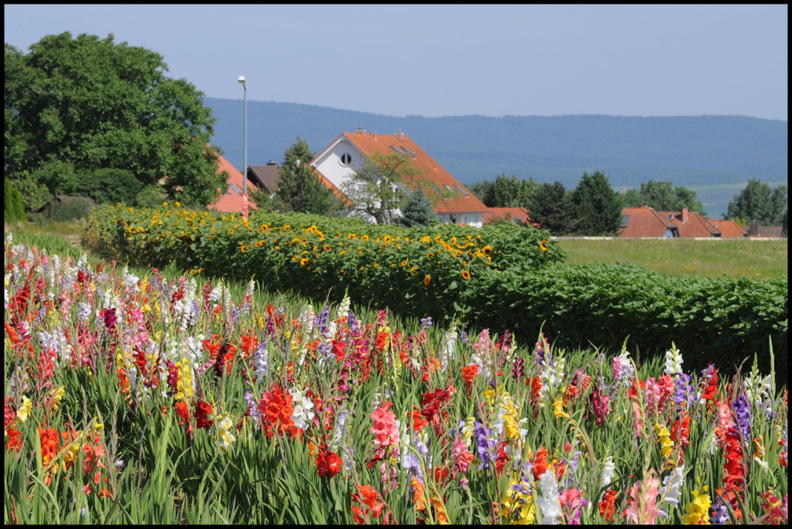 Gladiolus
