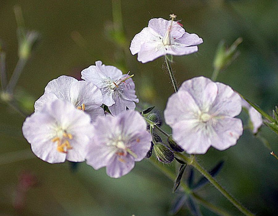 Geranium phaem album