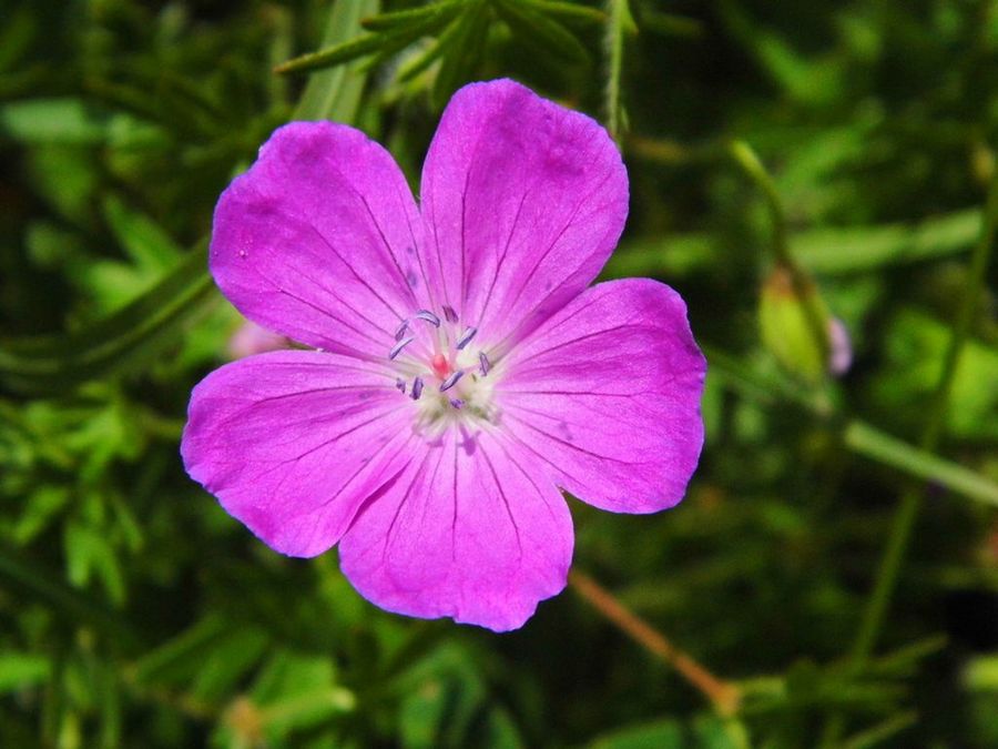 Geranium sanguineum