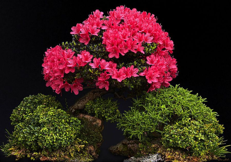 Azaleas