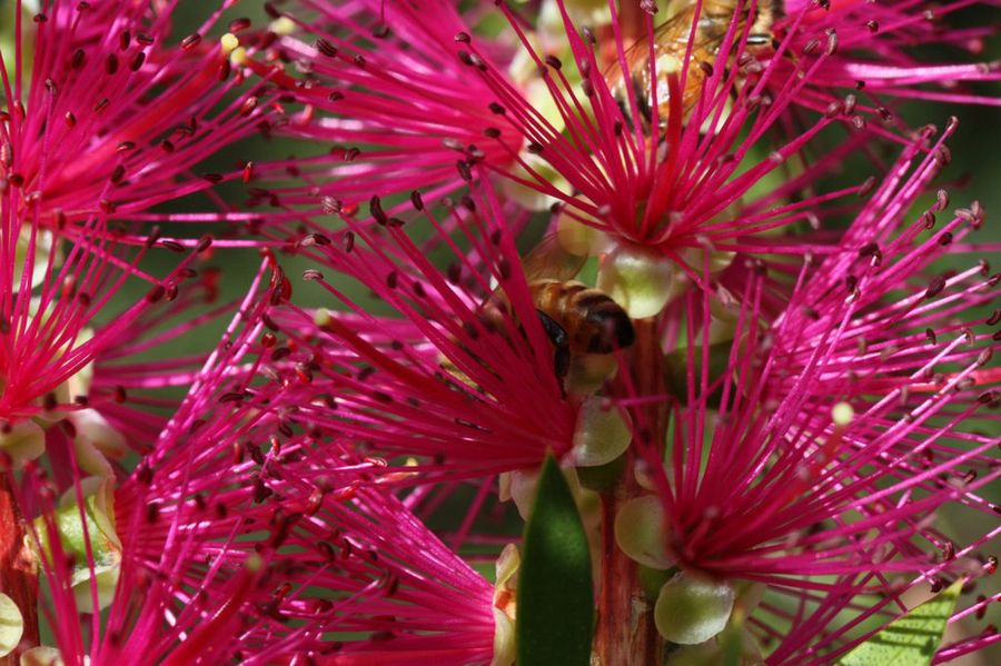 Callistemon
