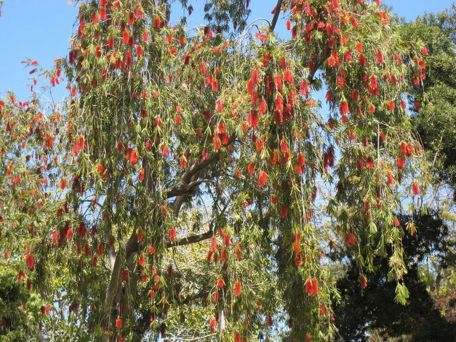 Callistemon