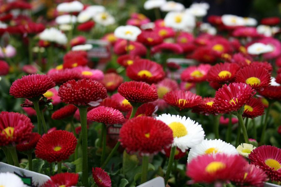 Bellis perennis