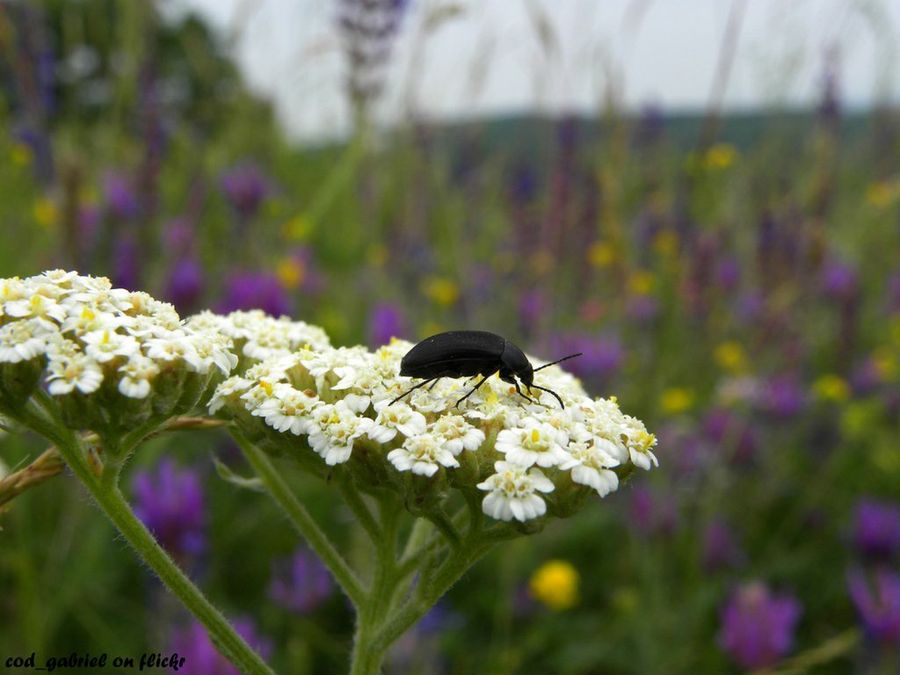 Achillea millefolium