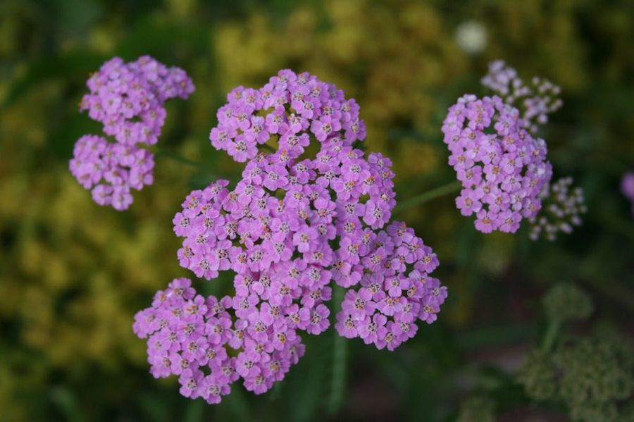Achillea millefolium