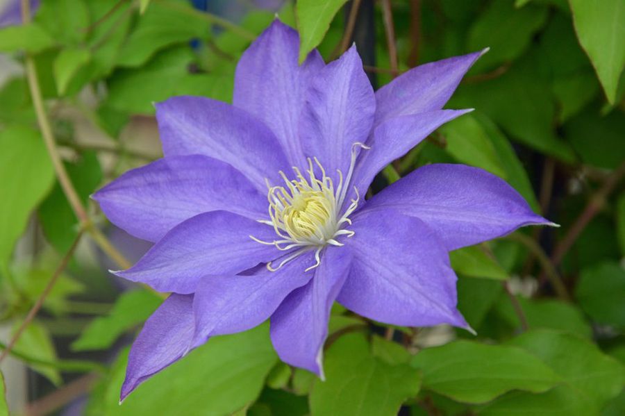 Clematis