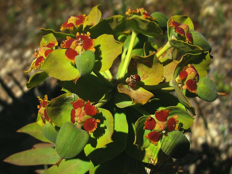 Euphorbia oxyphylla