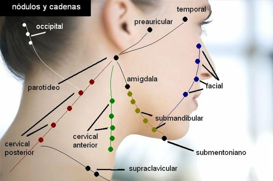 На шее лимфоузлы где расположены у человека. Расположение лимфатических узлов на лице. Лимфатические узлы на шее человека. Точки лимфоузлов на лице. Лимфатические узлы на лице схема.