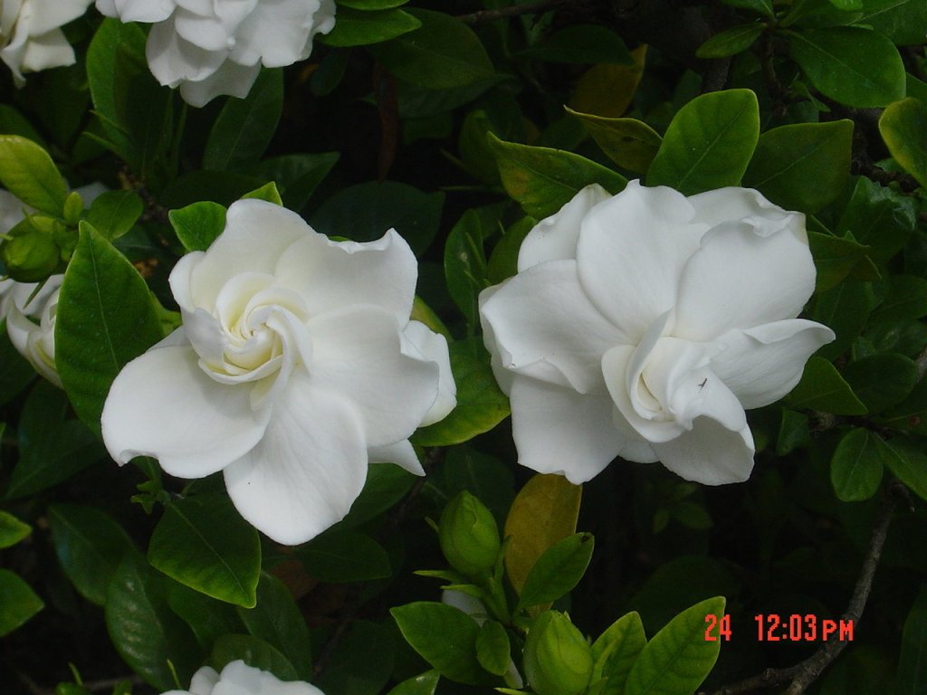Ficha de la Gardenia jasminoides | Plantas