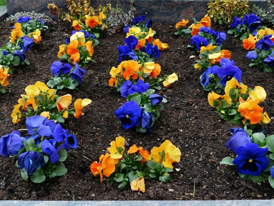 Viola × wittrockiana