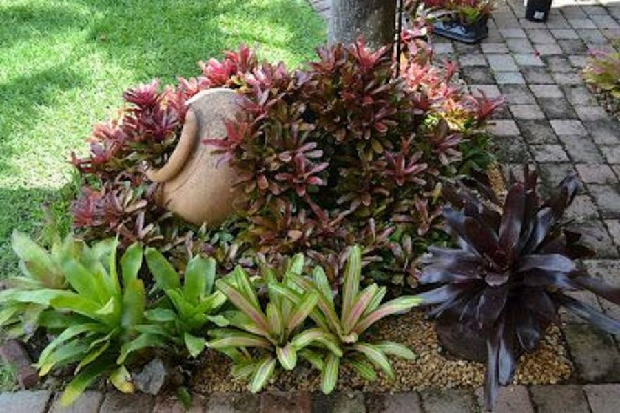 Maravillas tropicales | Plantas