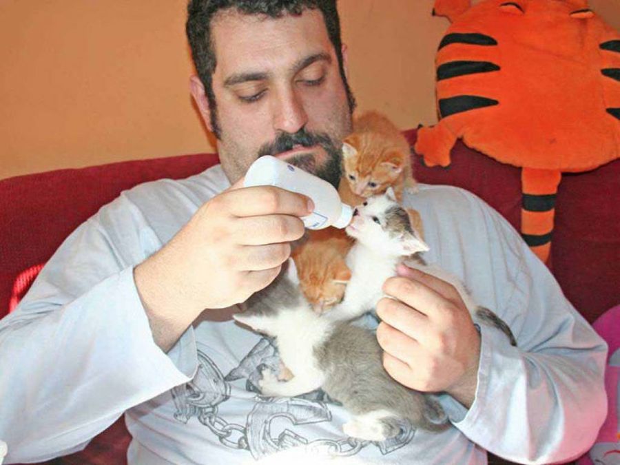 gatos tomando el biberón