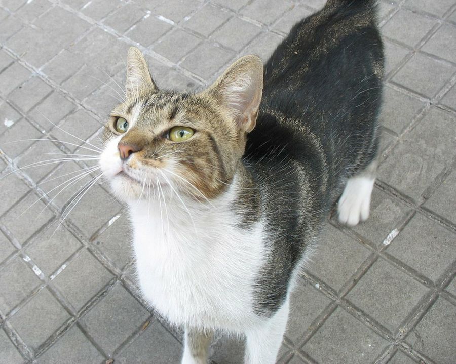 gato marrón y blanco