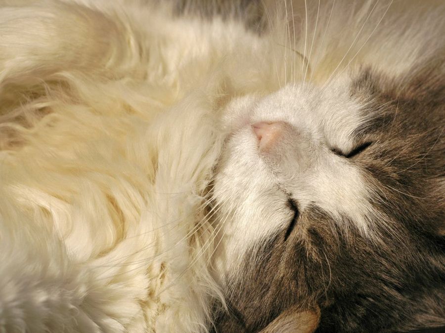 síndrome urológico felino síndrome urológico felino