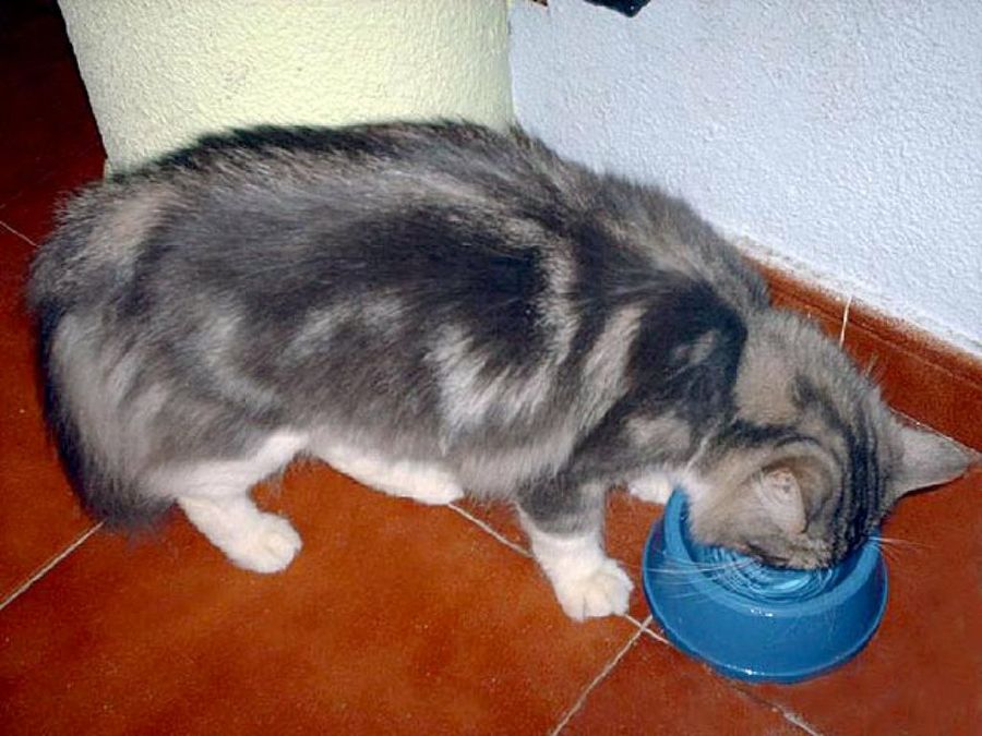 gato comiendo