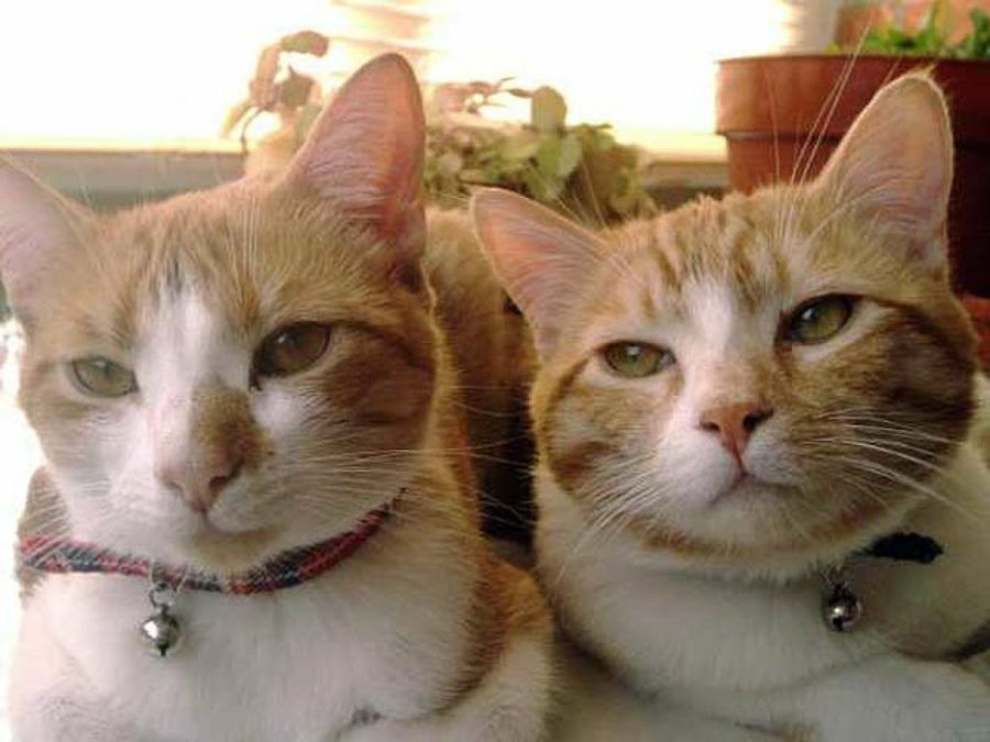 pareja de gatos con cascabel