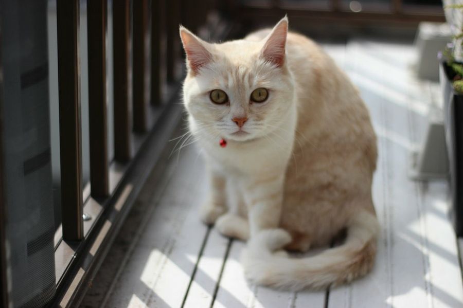 gato cascabel rojo
