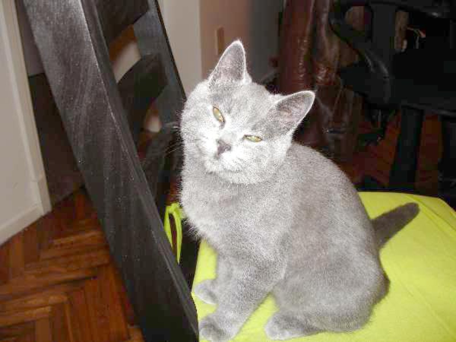 gato en escalera