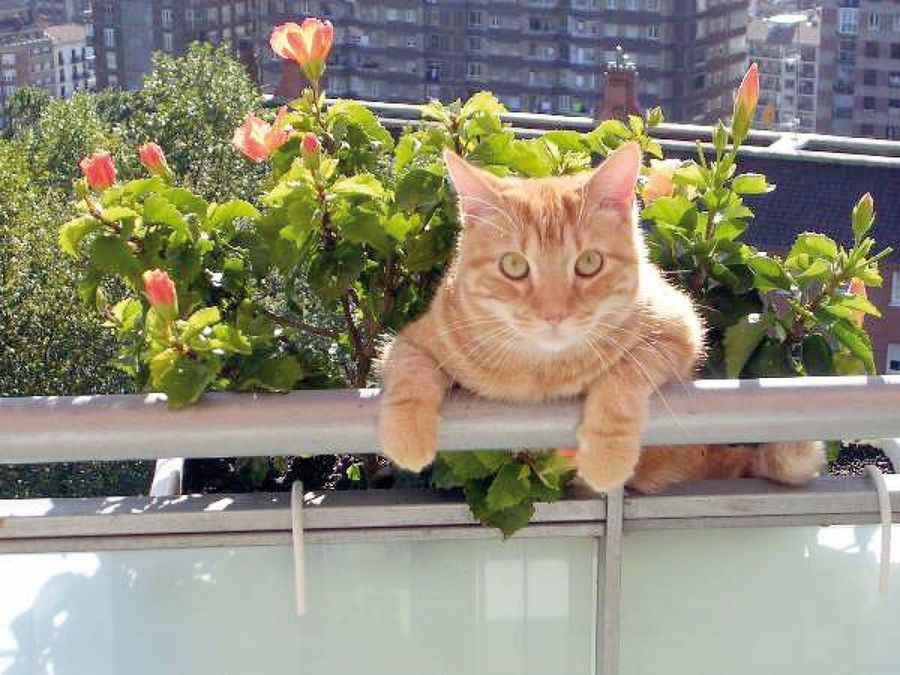 gato en el balcón
