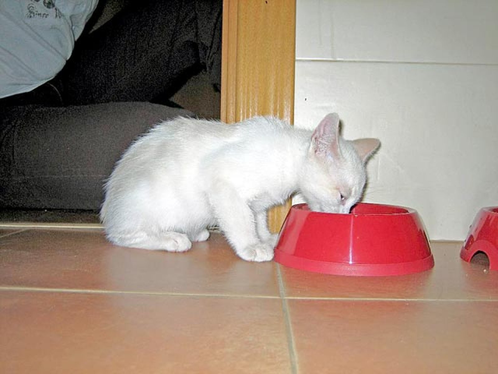 gato comiendo