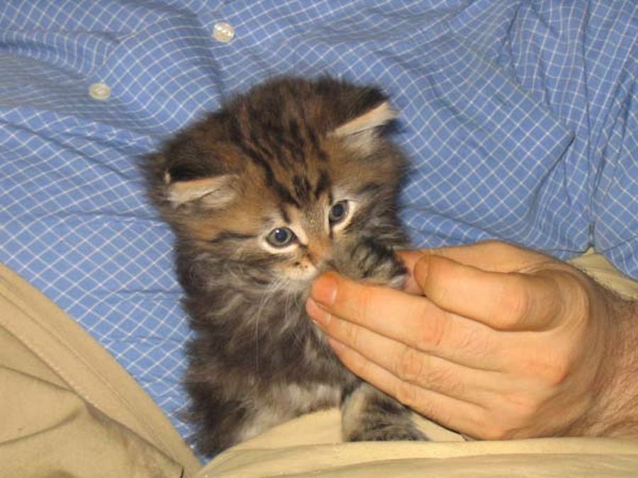 bosque de noruega&dueño