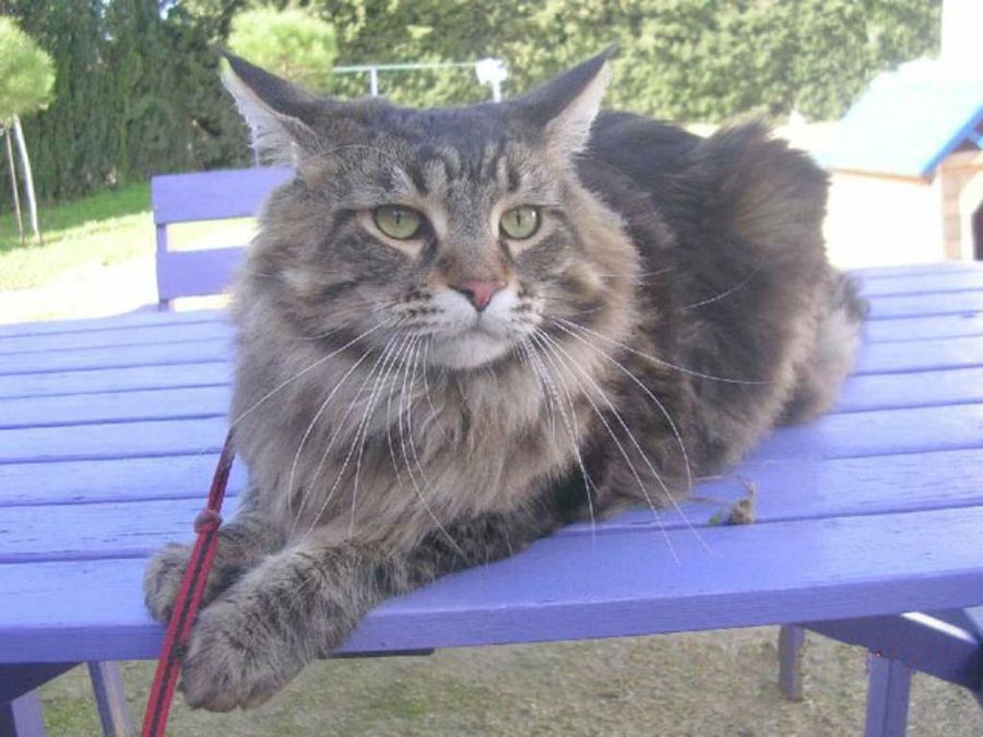 gato-mapache en mesa azul