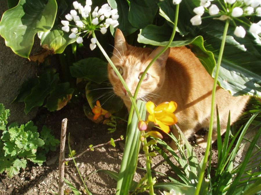 gato escondido etre las plantas