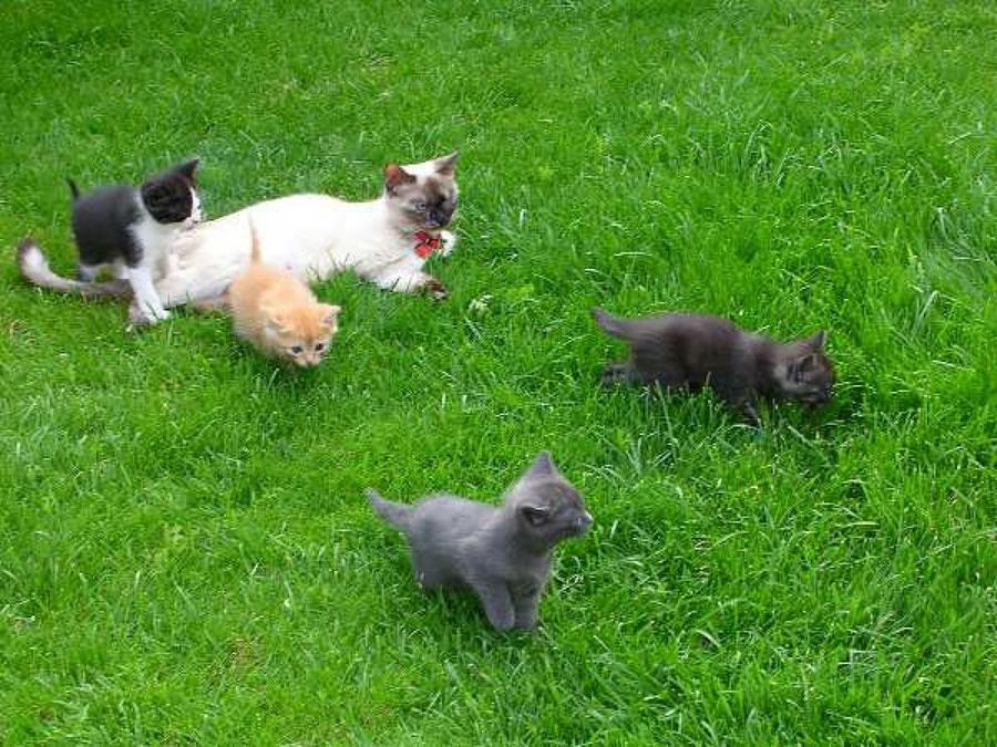 gatos en el jardín