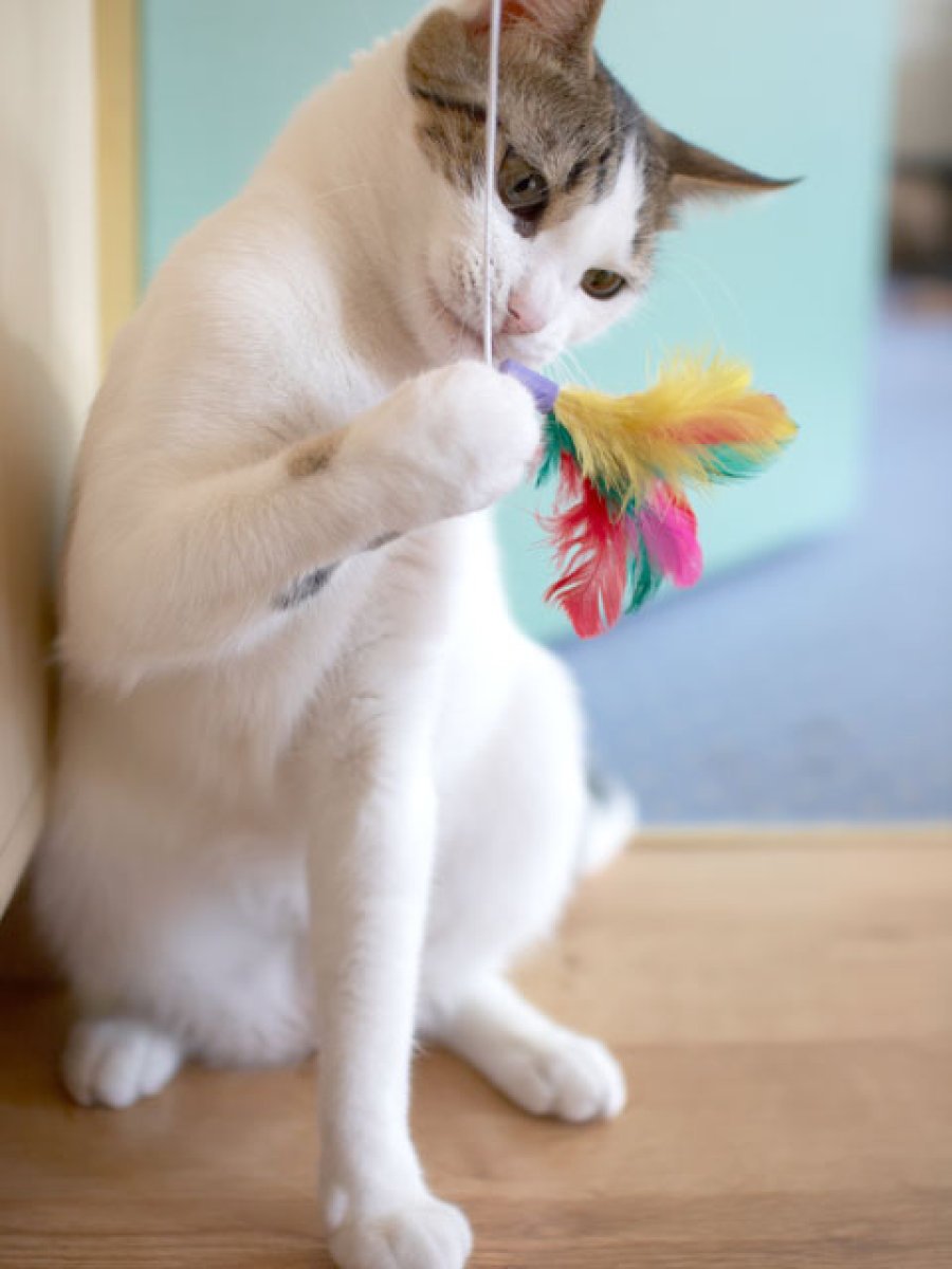 Mi Gato Gotea Agua Por La Boca El comportamiento de los gatos | Mascotas