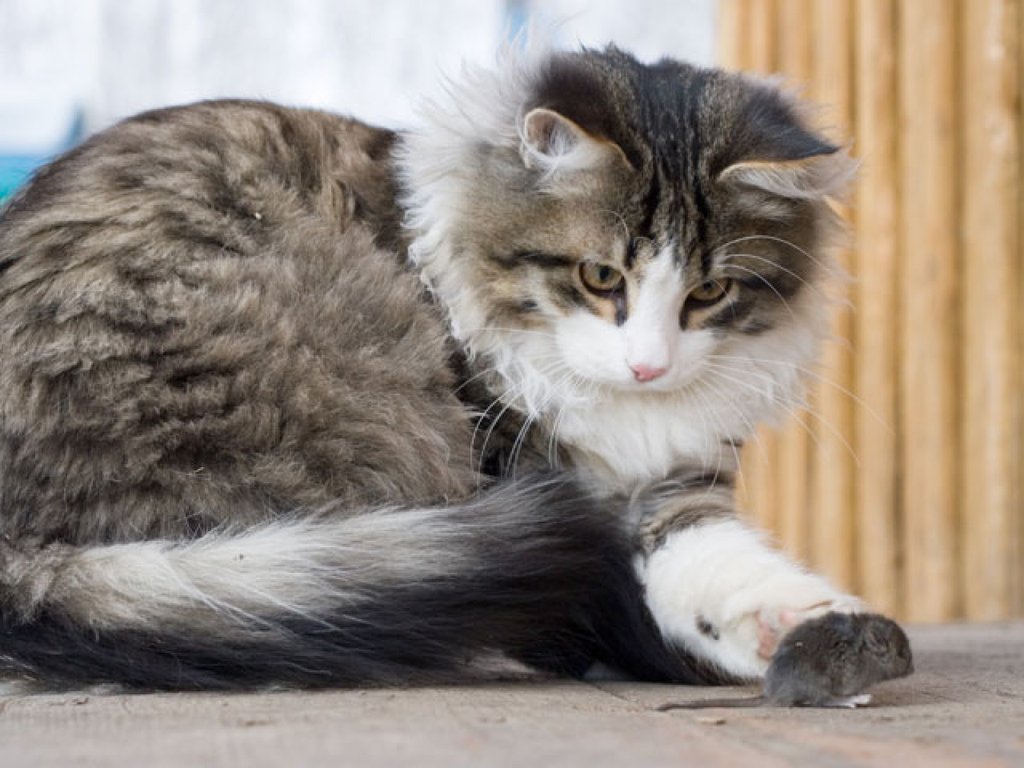 Mi Gato Gotea Agua Por La Boca El comportamiento de los gatos | Mascotas