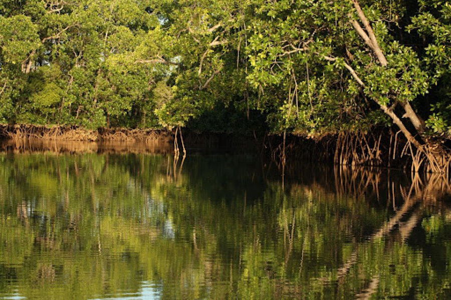 Manglar | Plantas