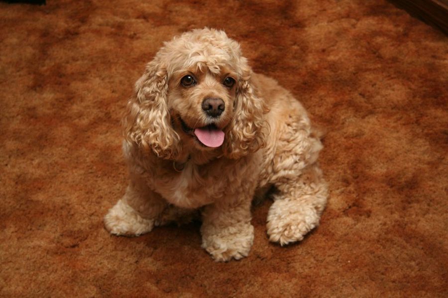 cocker spaniel americano3