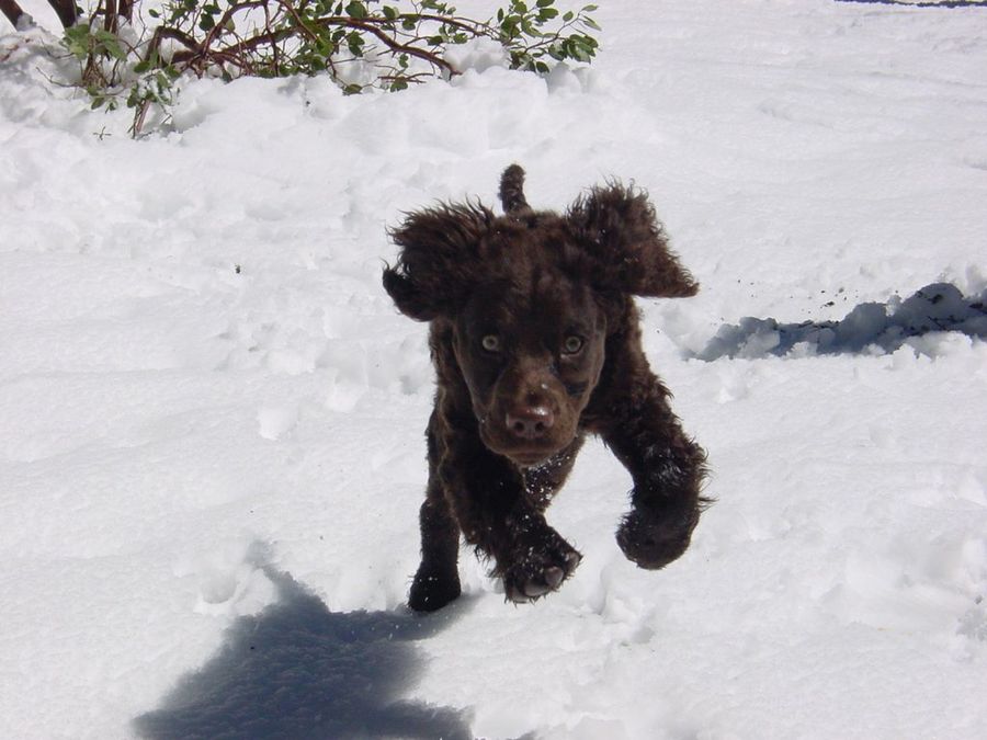 perro agua americano