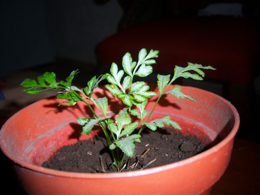 Mis fotos de los foros de nov/09