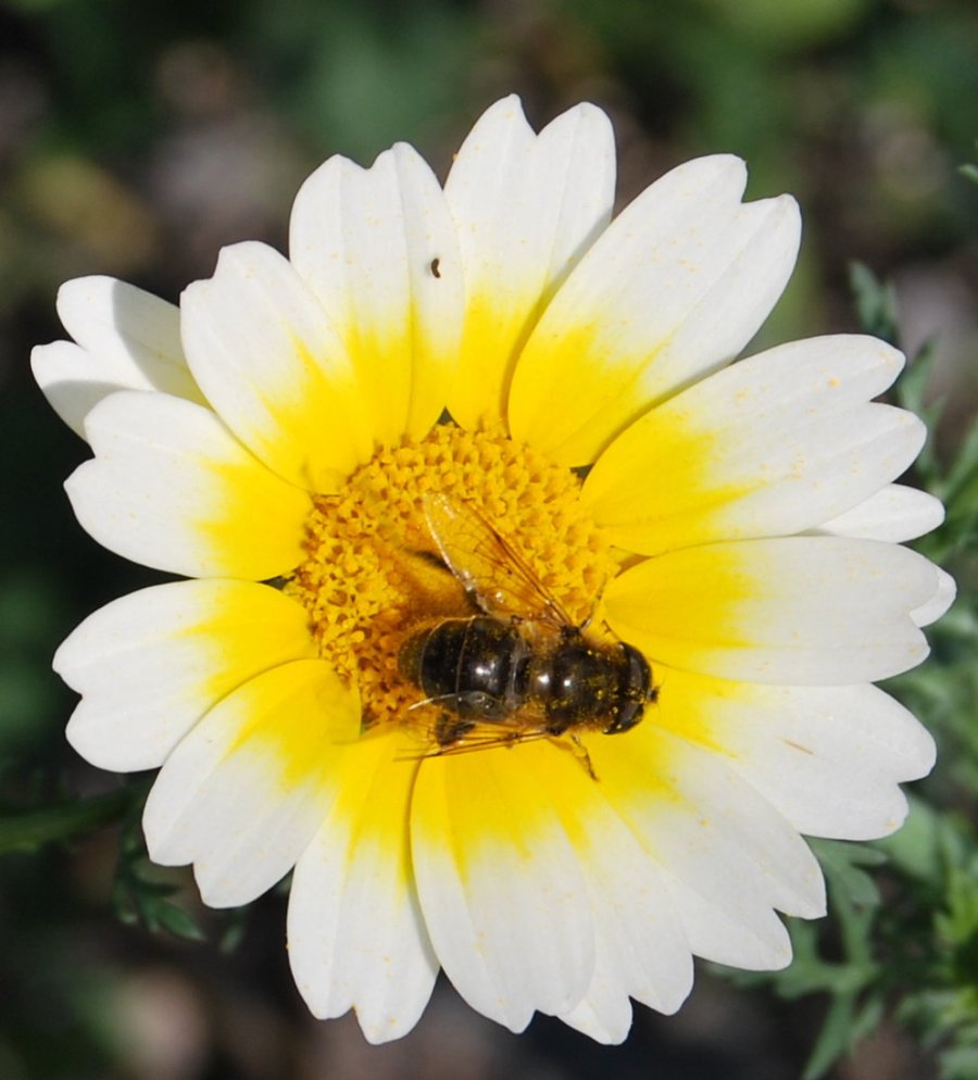 abejas en margaritas