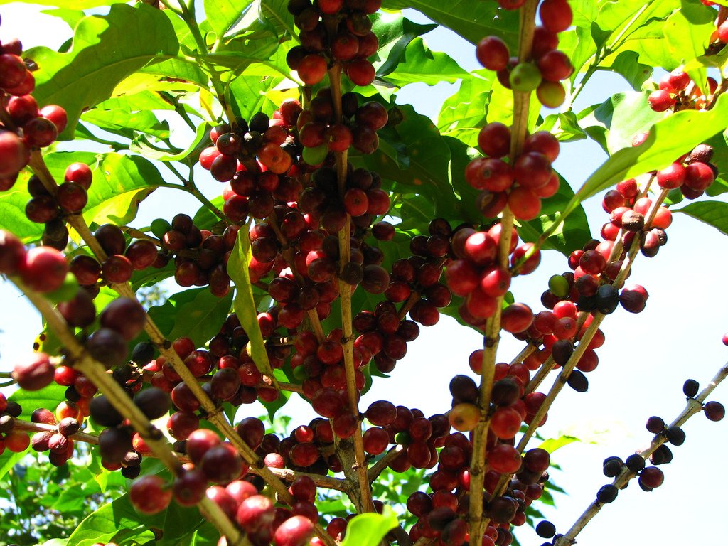 Café en el huerto: 7 remedios caseros y usos